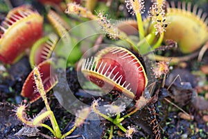 Venus Fly traps & Sundews carnivorous plants flowe photo
