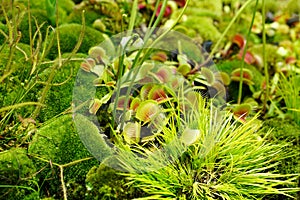 Venus flycatcher is a species of carnivorous plants from the monotypic genus Dionea of the Dewberry family photo