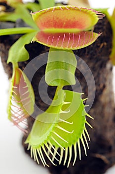 Venus Flytrap