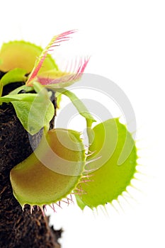 Venus Flytrap