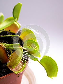 Venus flytrap