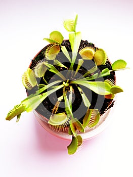 Venus flytrap