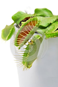 Venus flytrap photo