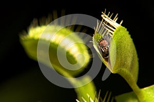 Venus flytrap photo