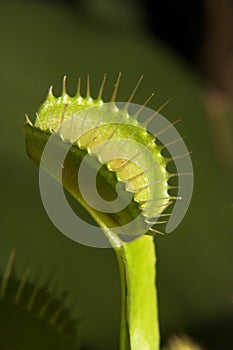 Venus flytrap