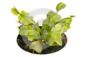 Venus flytrap