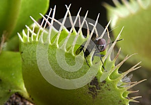 Venus Flytrap photo