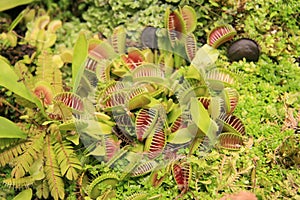 Venus flytrap