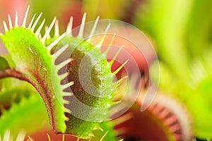 Venus flytrap