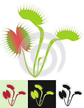 Venus Flytrap