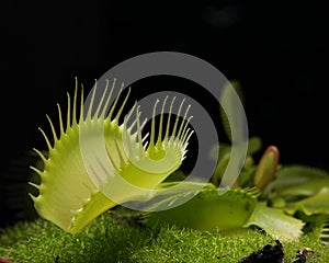 Venus flytrap