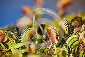 Venus flytrap carnivorous plant