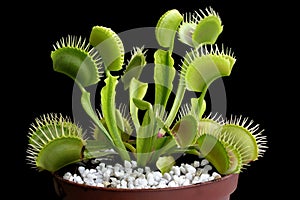 Venus flytrap - carnivorous plant photo