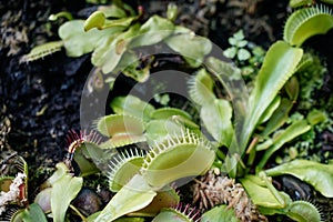 Venus flytrap carnivorous plant