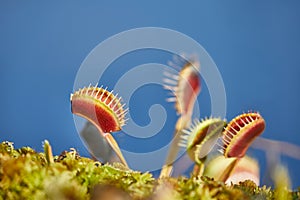 Venus flytrap carnivorous plant