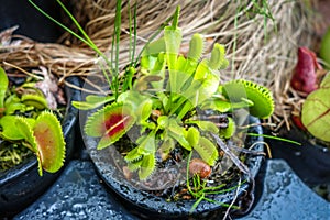 Venus flytrap, carnivorous plant