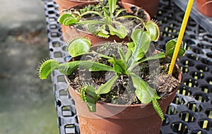 The Venus flytrap the carnivorous plant