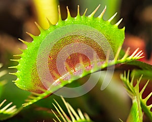 Venus flytrap photo