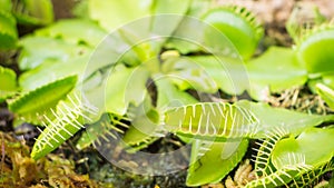 Venus Flytrap (Carnivorous plant)