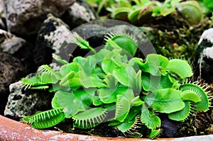 Venus Flytrap or Carnivorous plant