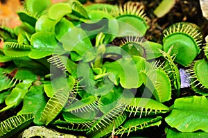 Venus Flytrap or Carnivorous plant