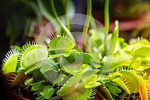 Venus flytrap carnivorous plant close-up view