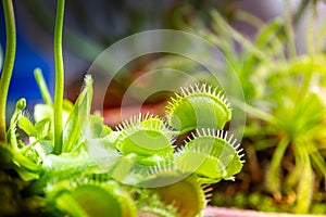 Venus flytrap carnivorous plant close-up view