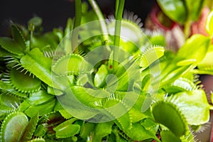 Venus flytrap carnivorous plant close-up view