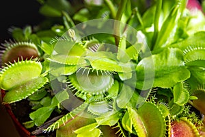 Venus flytrap carnivorous plant close-up view