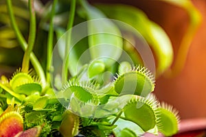Venus flytrap carnivorous plant close-up view