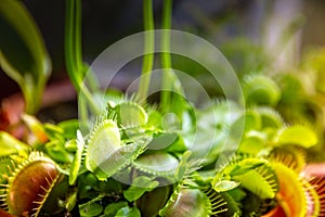 Venus flytrap carnivorous plant close-up view