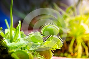 Venus flytrap carnivorous plant close-up view