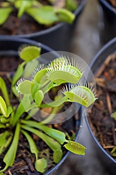 Venus flytrap, carnivorous plant, Dionaea muscipula, Rio