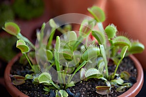 Venus flytrap, carnivorous plant dionaea in pot