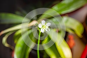 Venus flytrap carnivorous plant flower close-up view