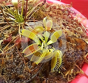 Venus flytrap, carnivorous plant with its traps waiting for an insect