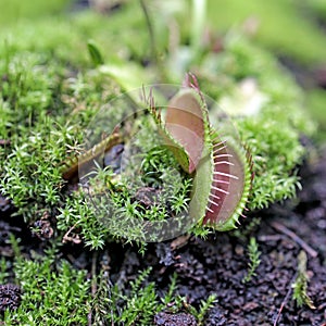 The Venus flytrap is a carnivorous plant native to subtropical wetlands on the East Coast of the United States in North Carolina