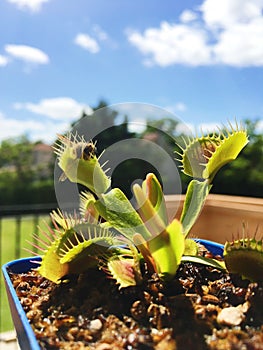 Venus Flytrap