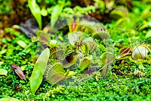 Venus flytrap. carnivorous plants of the marshlands.