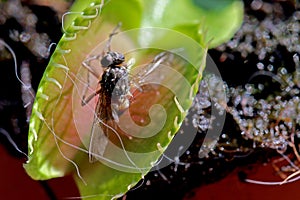 Venus flytrap photo