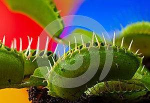 The Dionaea muscipula