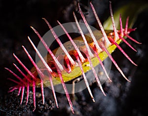 Venus Flytrap