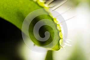 Venus flytrap - digesting a fly photo