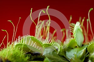 Venus flytrap dionaea