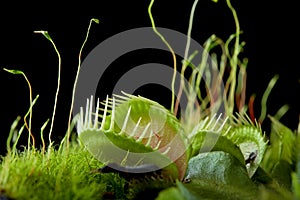 Venus flytrap dionaea