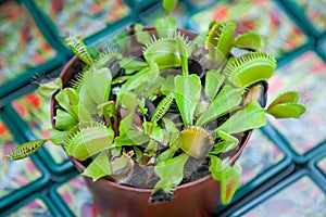 Venus flytrap Dionaea muscipula