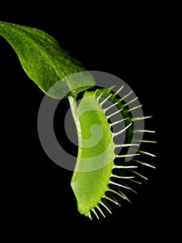 Venus Flytrap - Dionaea Muscipula