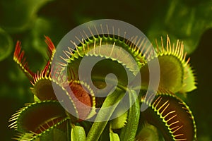 Venus Flytrap (Dionaea muscipula)