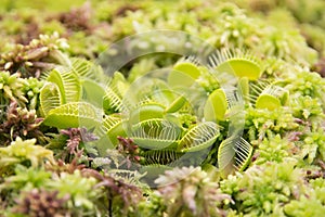 Venus flytrap Dionaea muscipula