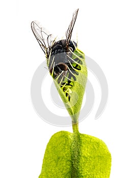 Venus flytrap - dionaea muscipula